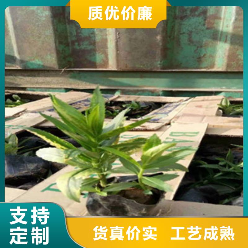 【宿根花卉水生植物/荷花睡莲生产厂家】