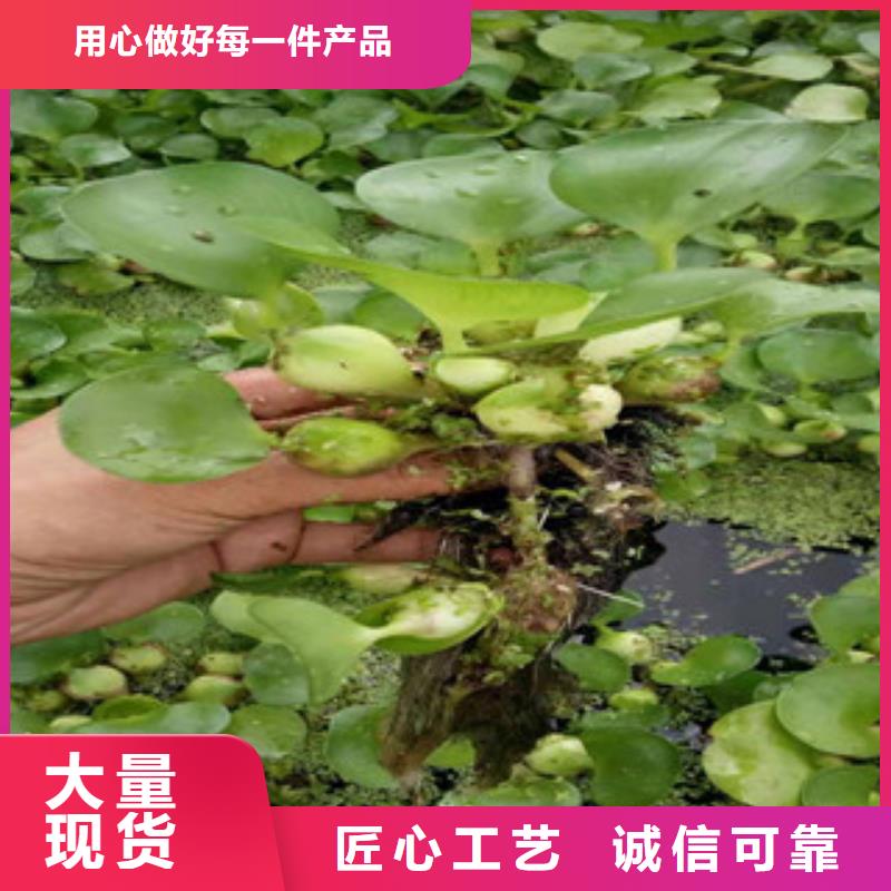 【宿根花卉水生植物/荷花睡莲出货快】