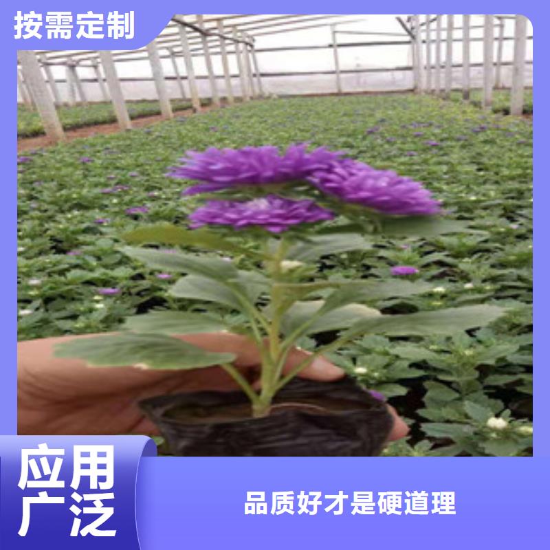 宿根花卉五一国庆草花批发现货直供