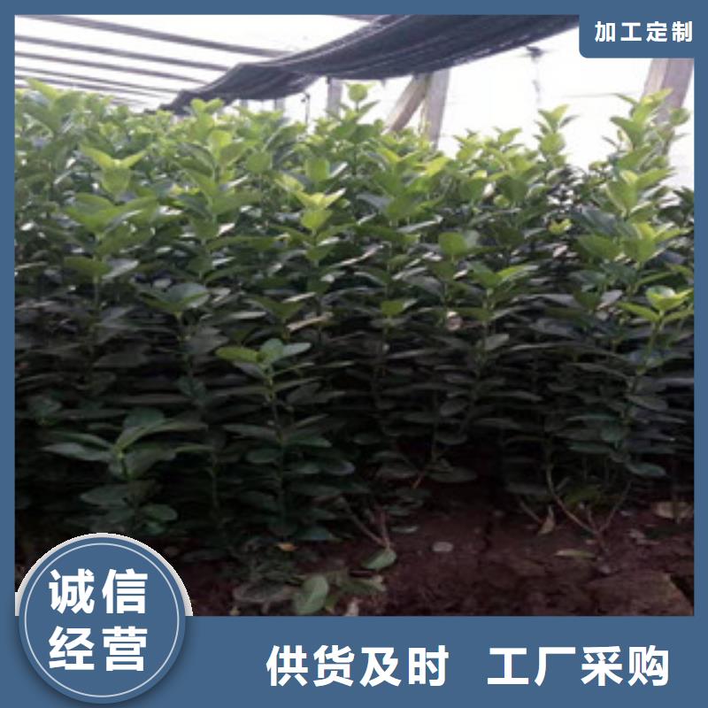 【宿根花卉水生植物/荷花睡莲生产厂家】