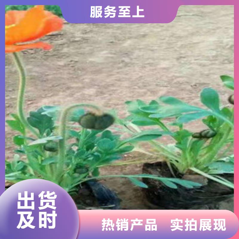 宿根花卉,花海景观工程交货准时