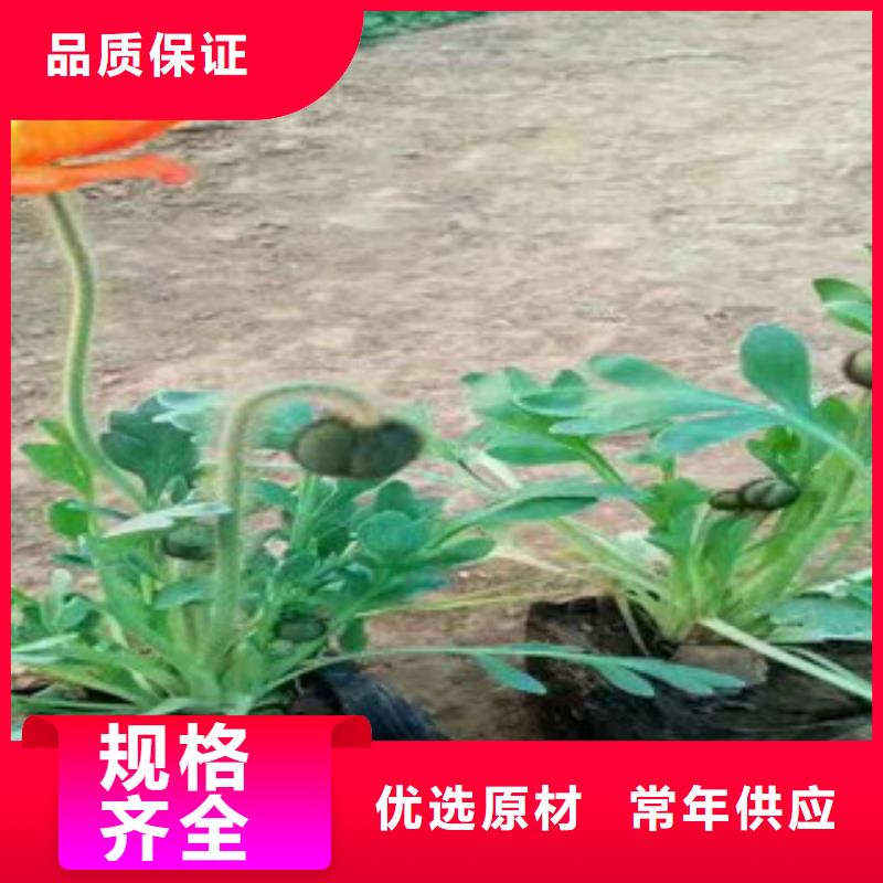 【宿根花卉水生植物/荷花睡莲生产厂家】