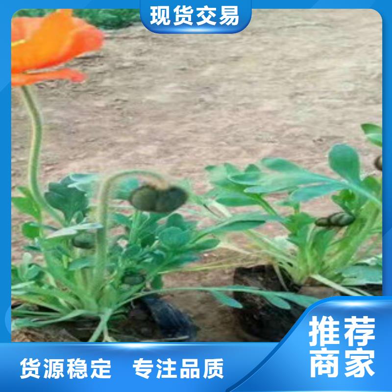 【宿根花卉-耐寒耐旱草花基地品质保障价格合理】