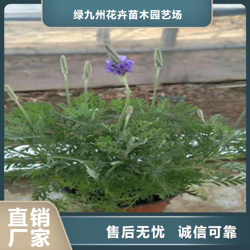 宿根花卉-【观赏草/蒲苇狼尾草】实力见证