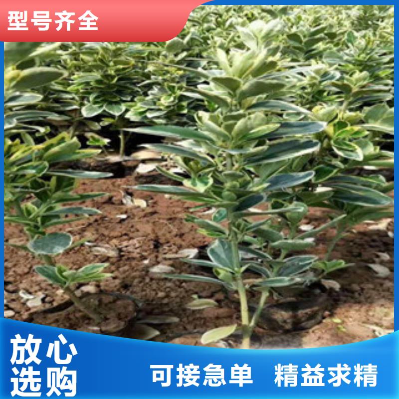 宿根花卉,柳叶马鞭草/薰衣草来图加工定制