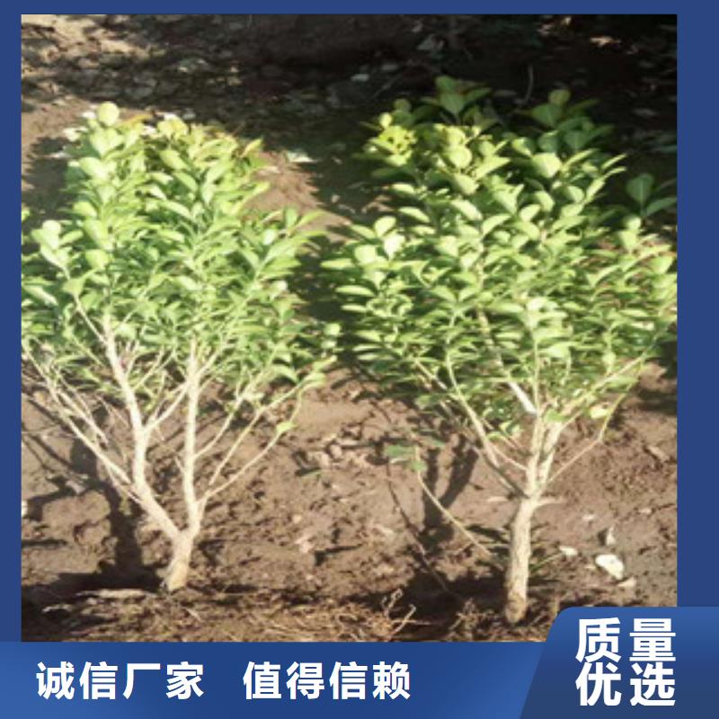 【宿根花卉耐寒耐旱草花基地快捷的物流配送】