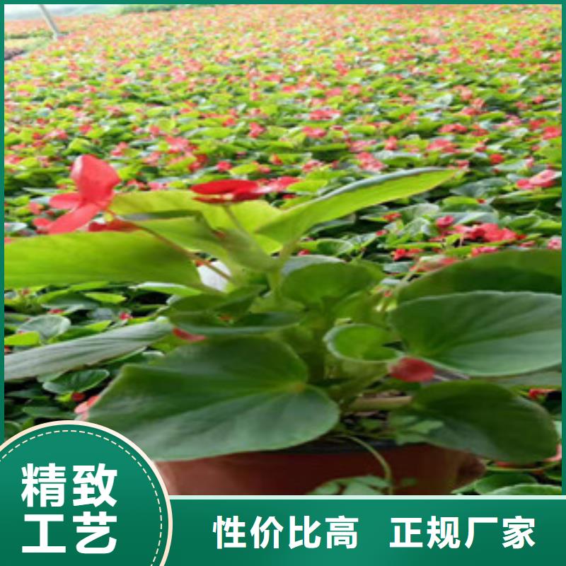 【宿根花卉-耐寒耐旱草花基地品质保障价格合理】