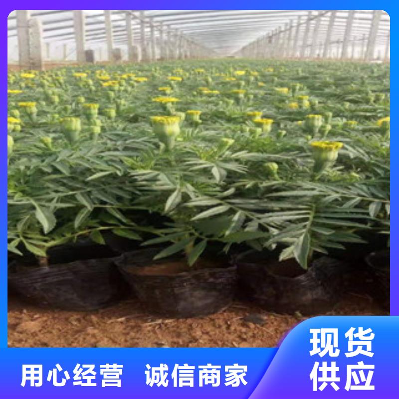 宿根花卉水生植物/荷花睡莲极速发货