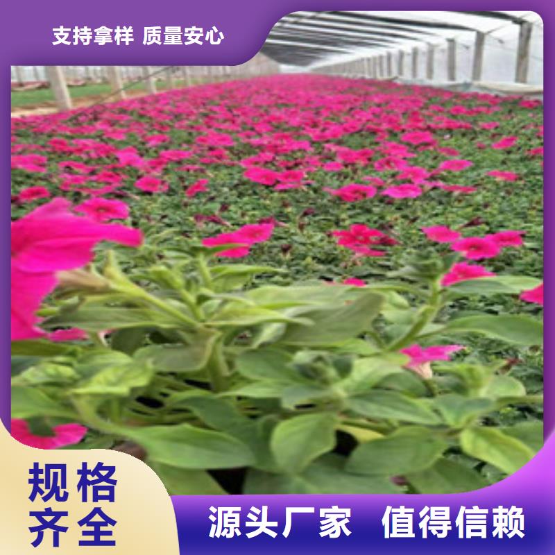 【宿根花卉耐寒耐旱草花基地快捷的物流配送】