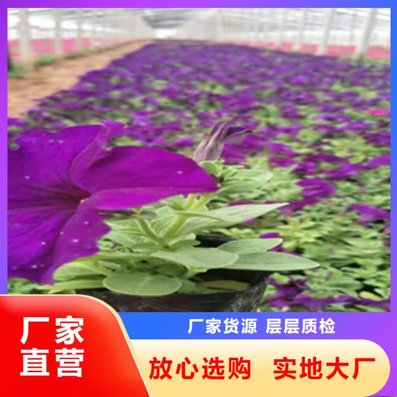 宿根花卉花海景观工程质检合格出厂