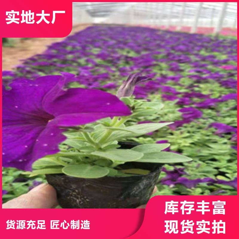 宿根花卉耐寒耐旱草花基地质检合格出厂