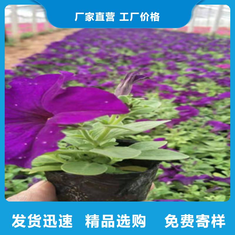 【宿根花卉时令花卉/绿化草花价格当地厂家值得信赖】