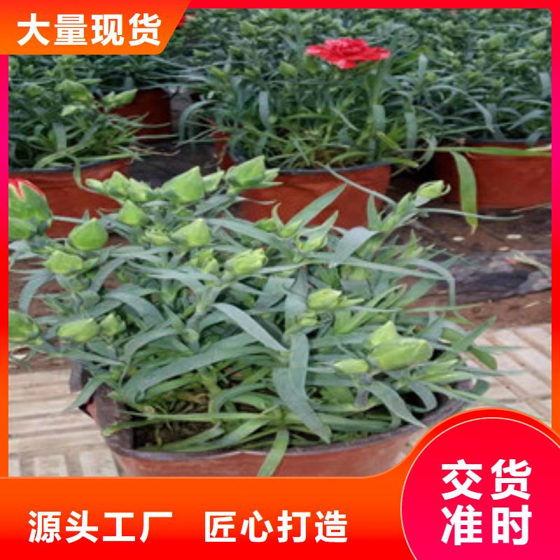 宿根花卉水生植物/荷花睡莲严谨工艺