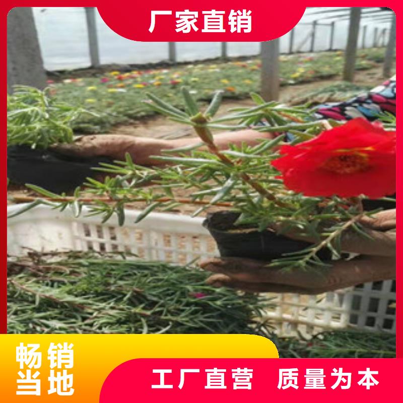 【宿根花卉】水生植物/荷花睡莲专注细节使用放心