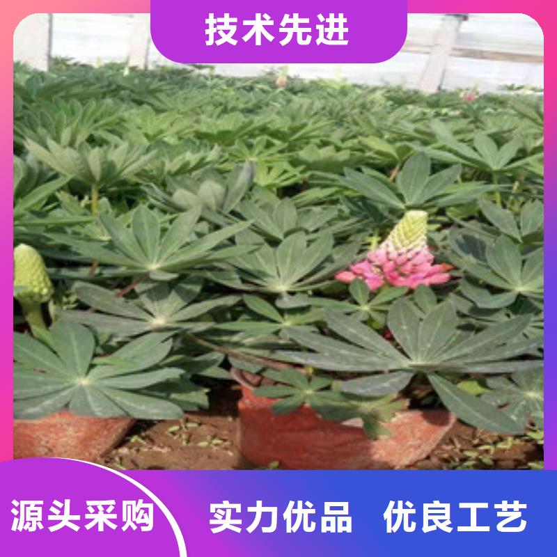 宿根花卉时令花卉/绿化草花价格48小时发货