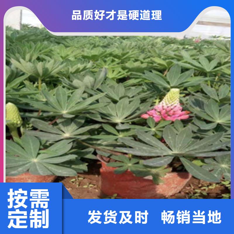 宿根花卉柳叶马鞭草/薰衣草用好材做好产品