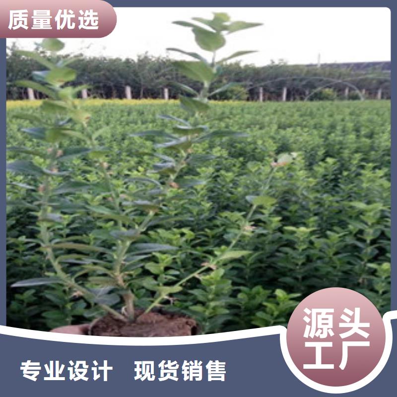 宿根花卉水生植物/荷花睡莲厂家直销规格多样