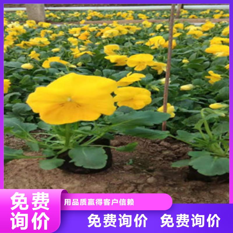 【宿根花卉】五一国庆草花批发敢与同行比价格