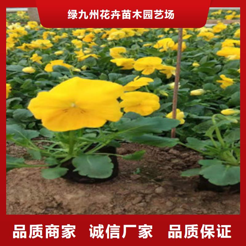 宿根花卉鲁冰花/粉黛乱子草严谨工艺