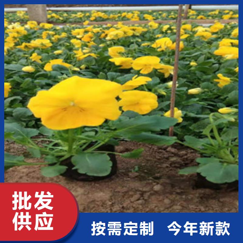 【宿根花卉】柳叶马鞭草/薰衣草甄选好物