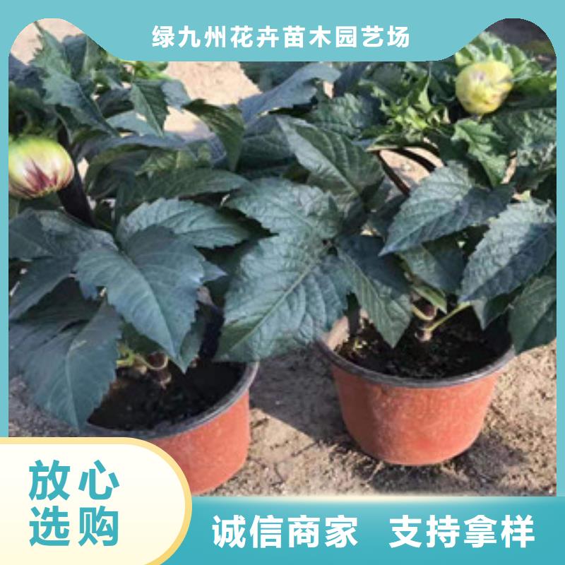 宿根花卉柳叶马鞭草/薰衣草用好材做好产品