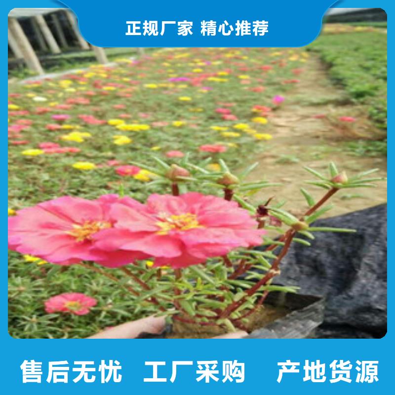 花海景观水生植物/荷花睡莲敢与同行比服务