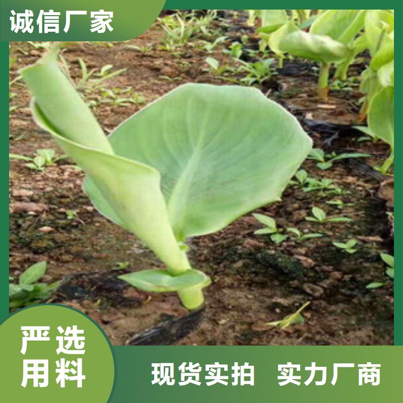 花海景观【柳叶马鞭草/薰衣草】品种全