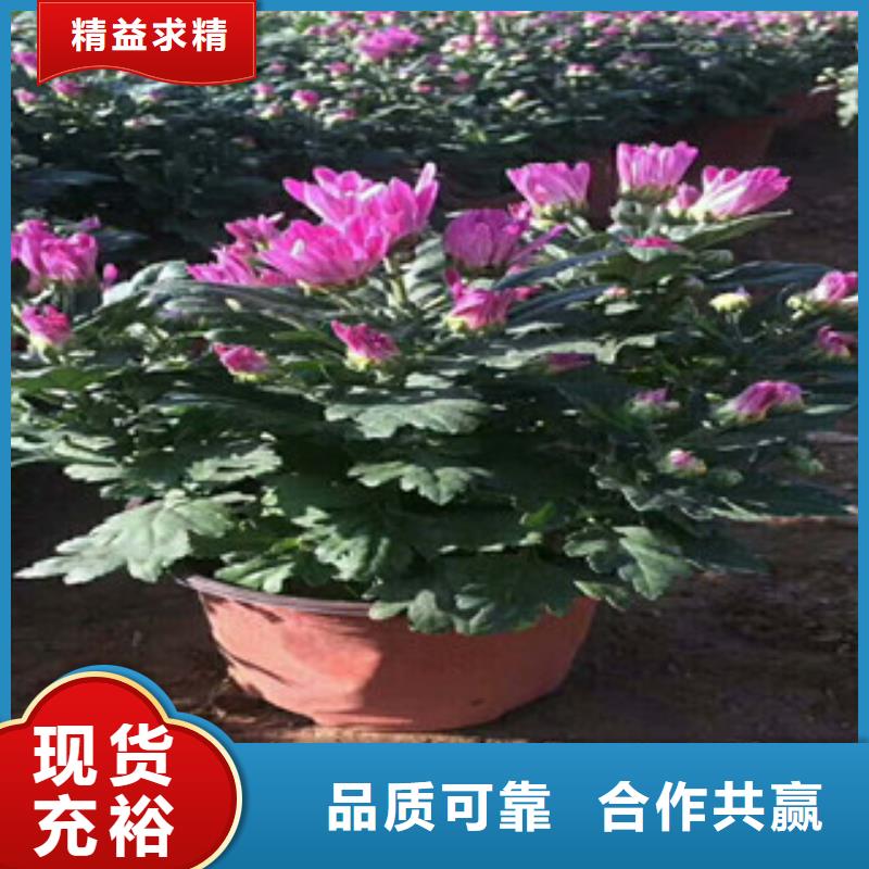 【花海景观】观赏草/蒲苇狼尾草源头把关放心选购