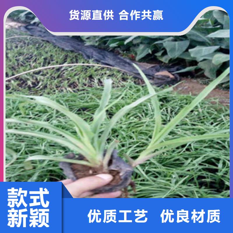 【花海景观鲁冰花/粉黛乱子草大品牌值得信赖】