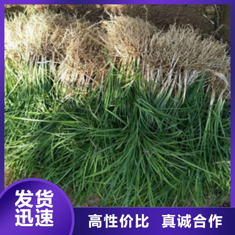 花海景观-耐寒耐旱草花基地诚信经营质量保证