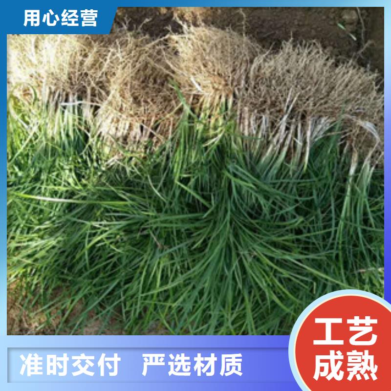 花海景观时令花卉/绿化草花价格好品质用的放心