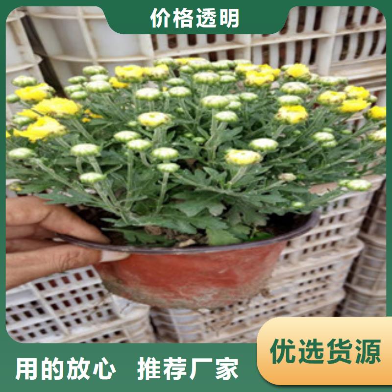 花海景观【柳叶马鞭草/薰衣草】定制速度快工期短