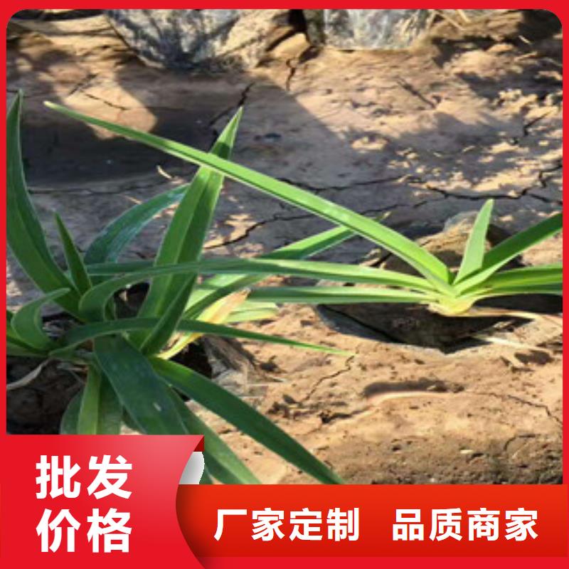 【花海景观_水生植物/荷花睡莲用的放心】