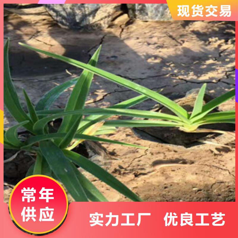 【花海景观耐寒耐旱草花基地0中间商差价】