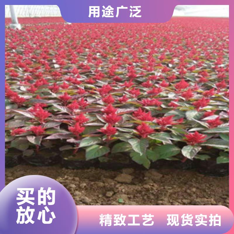 花海景观【柳叶马鞭草/薰衣草】品种全