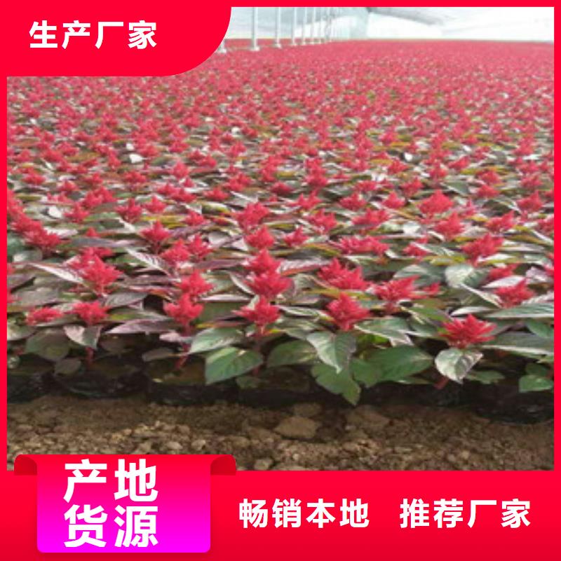 花海景观_时令花卉/绿化草花价格支持定制加工