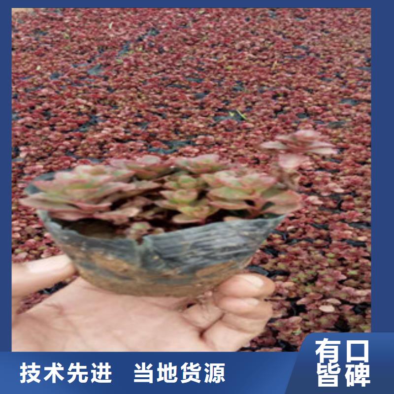 花海景观观赏草/蒲苇狼尾草实地大厂