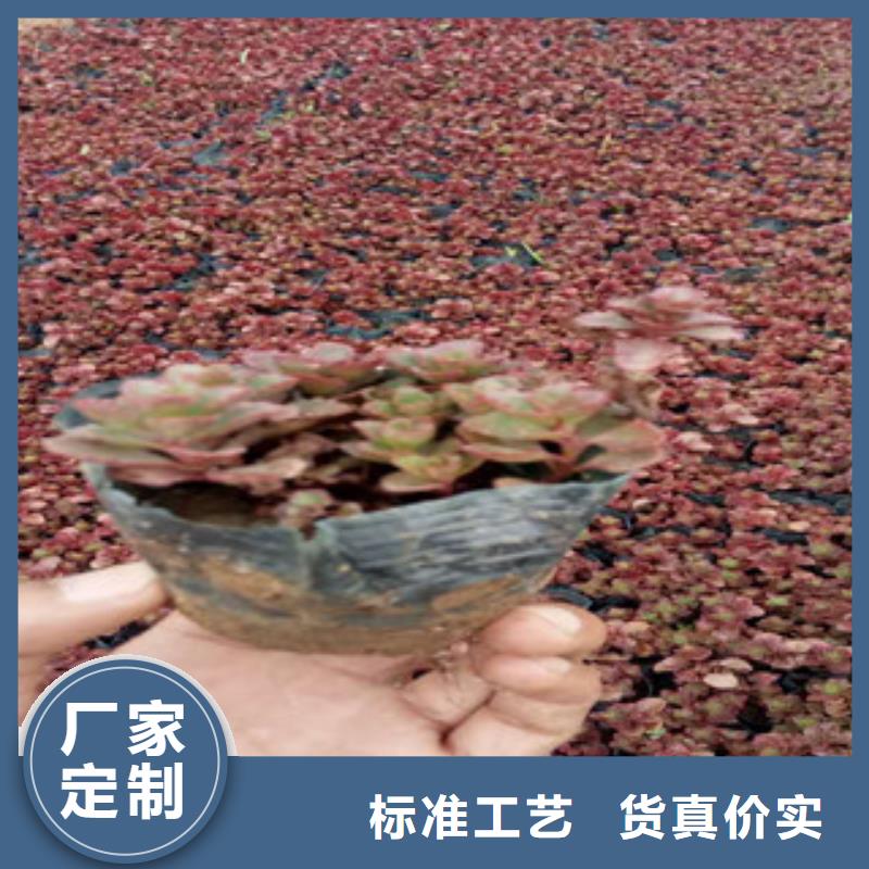 【花海景观花海景观工程品质保障售后无忧】