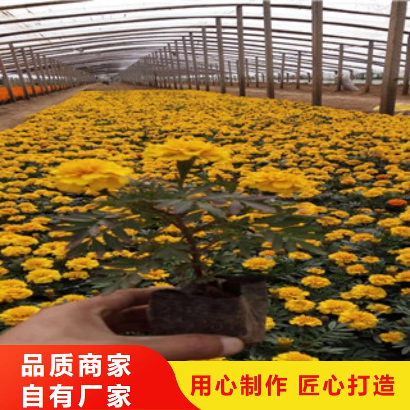 花海景观【柳叶马鞭草/薰衣草】支持拿样