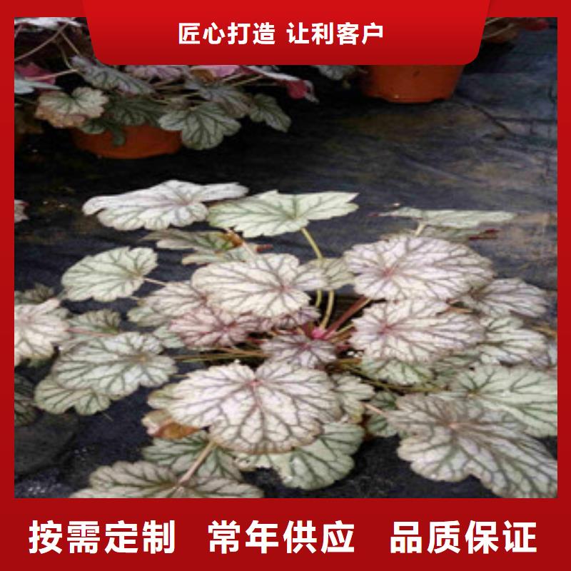 花海景观观赏草/蒲苇狼尾草实地大厂