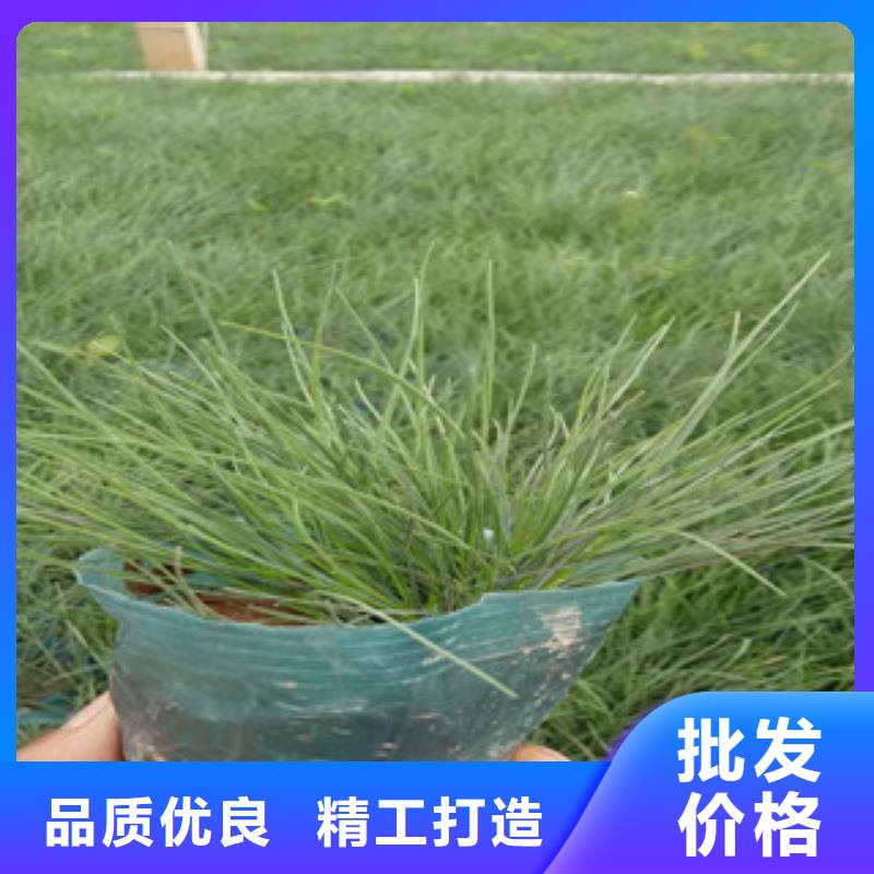 【花海景观鲁冰花/粉黛乱子草大品牌值得信赖】