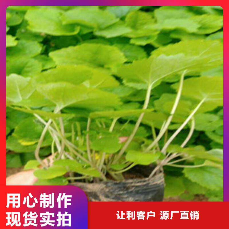 花海景观五一国庆草花批发现货