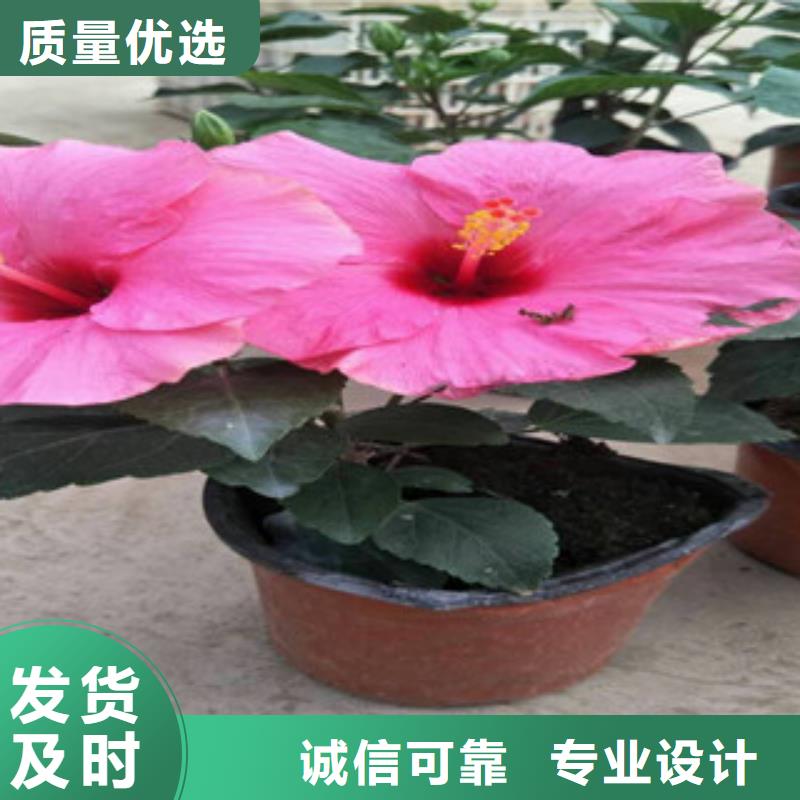 花海景观时令花卉/绿化草花价格品质优良