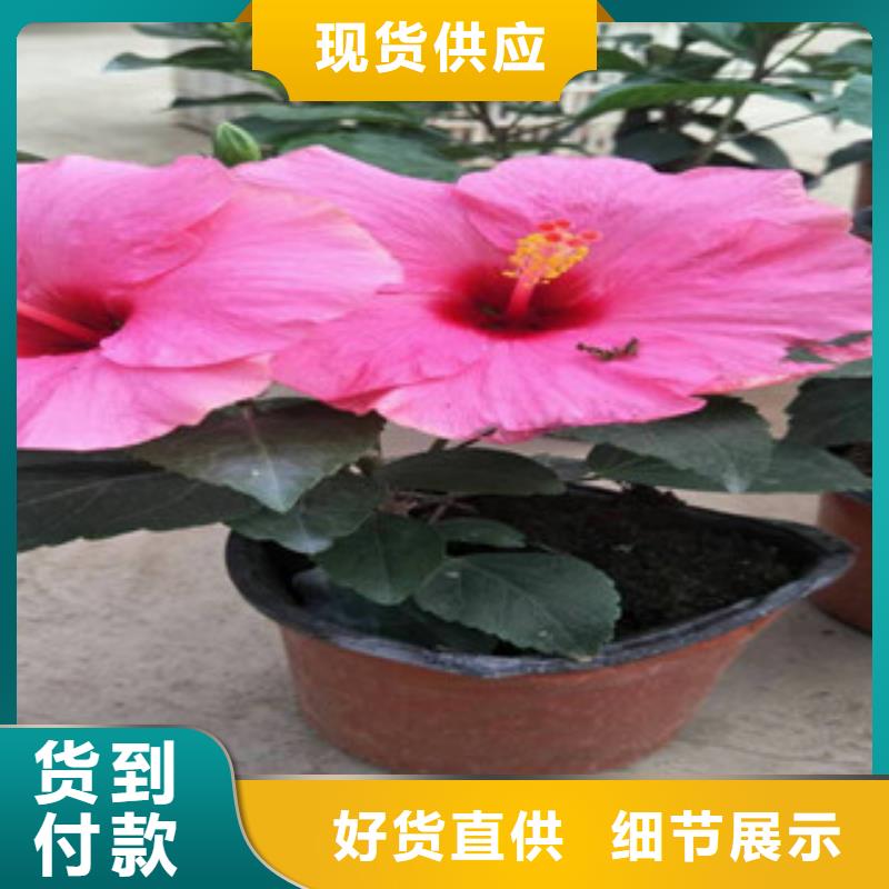 花海景观耐寒耐旱草花基地来图来样定制