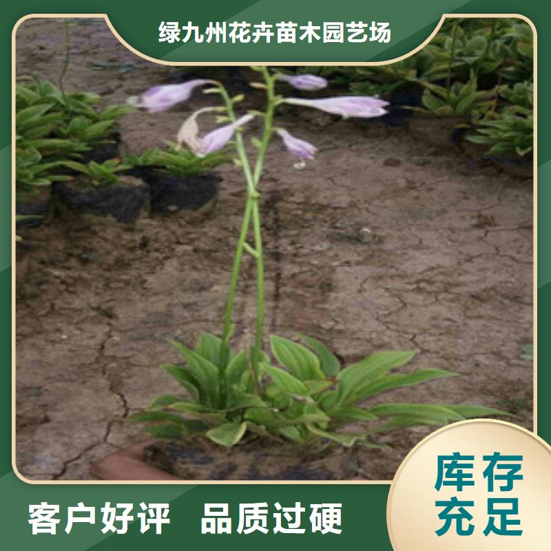 【花海景观_水生植物/荷花睡莲用的放心】