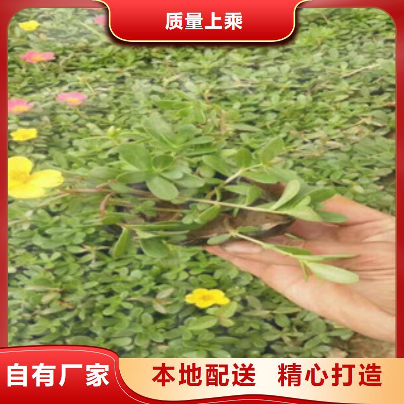 花海景观水生植物/荷花睡莲敢与同行比服务