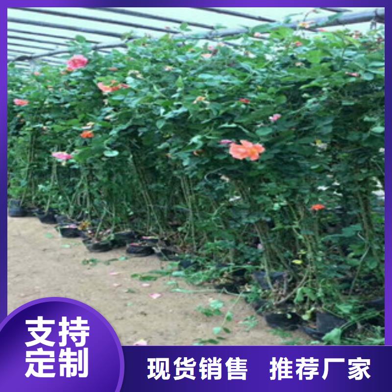 花海景观时令花卉/绿化草花价格市场行情