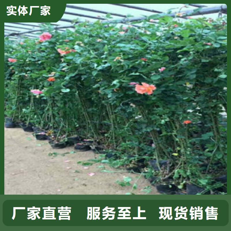 花海景观五一国庆草花批发现货