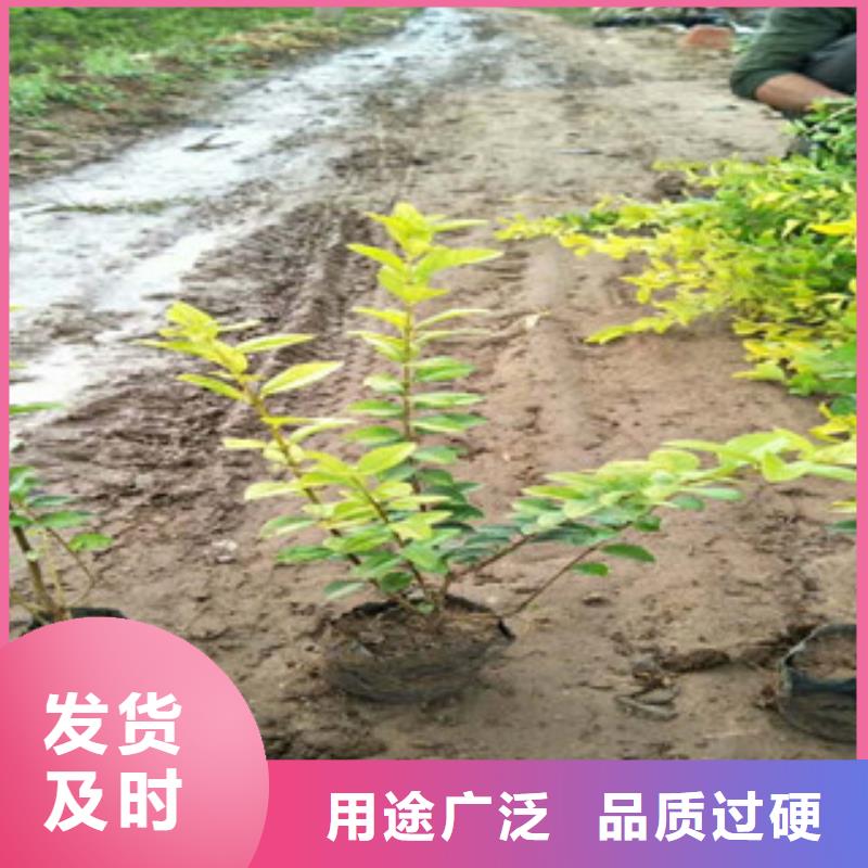 【花海景观】水生植物/荷花睡莲现货销售