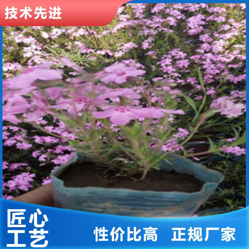 【花海景观】观赏草/蒲苇狼尾草源头把关放心选购